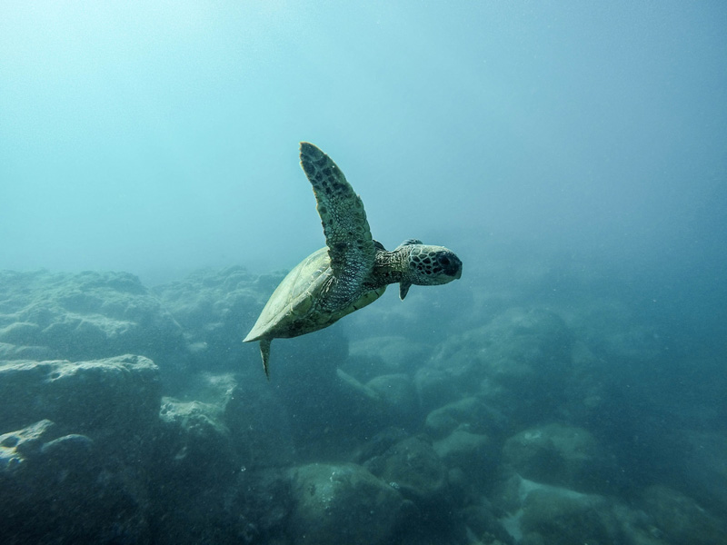 Unterwasserfotografie mit Schildkröte