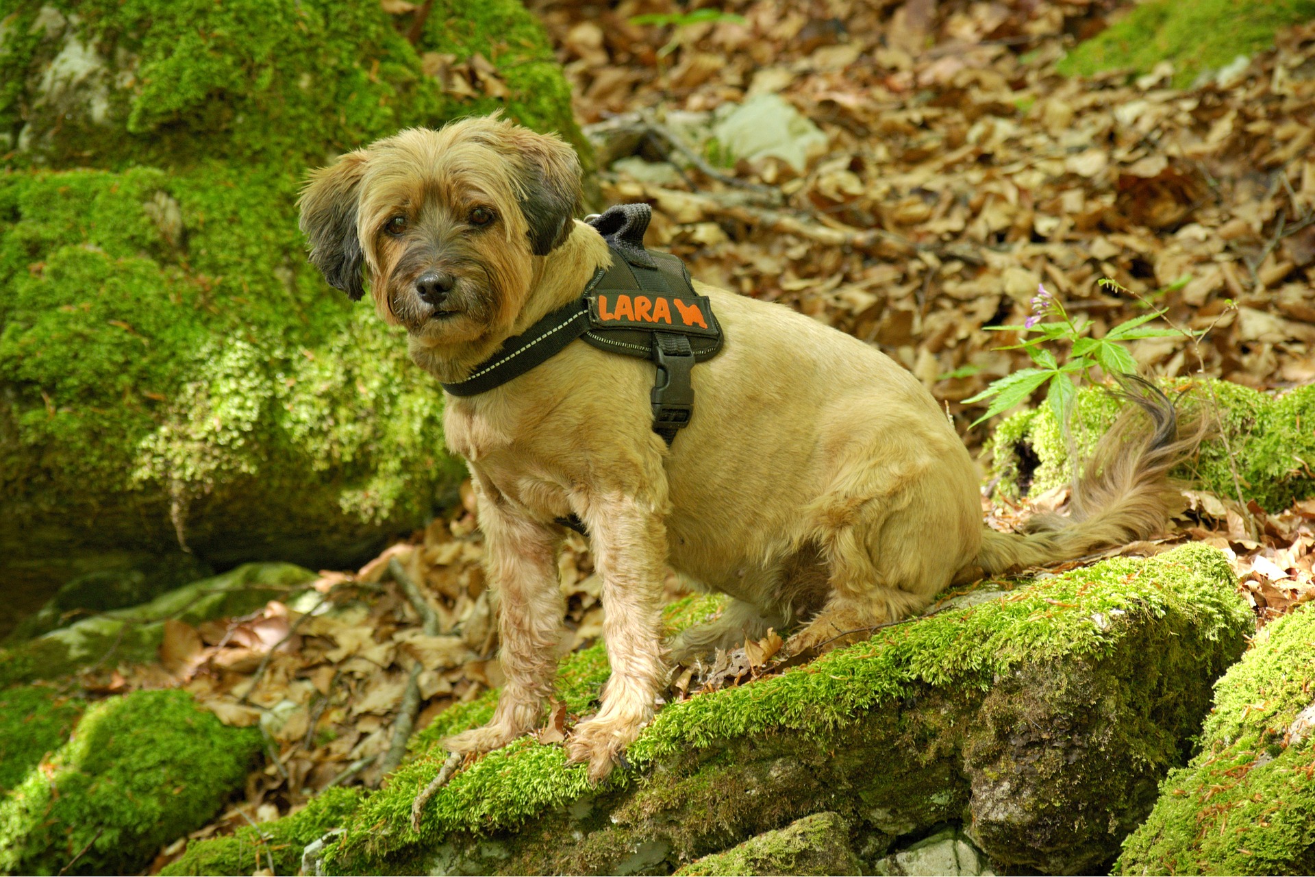 Hund, Hundegeschirr, Kaufratgeber, Test, Zubehör
