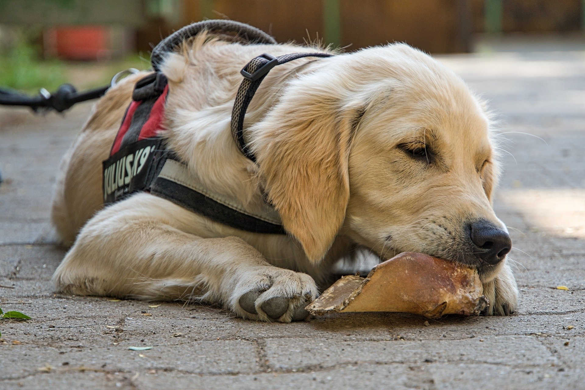 Hund, Hundegeschirr, Kaufratgeber, Test