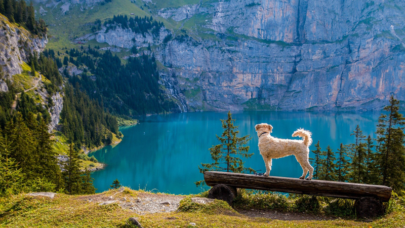 Hund mit Aussicht