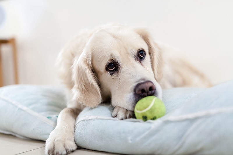 Hund mit Tennisball Hund mit einem Tennisball