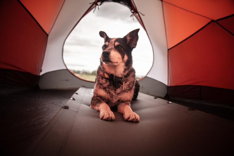 Hund im Campingzelt auf einer Matte