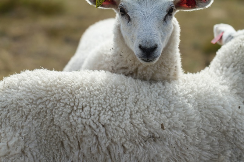 Zwei Schafe stehen beieinander, dessen Wolle im Fokus des Bildes ist Zwei Schafe nebeneinander