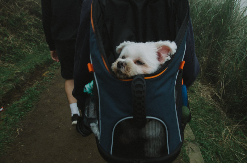 Müder Hund im Rucksack Müder Hund in einem Rucksack.