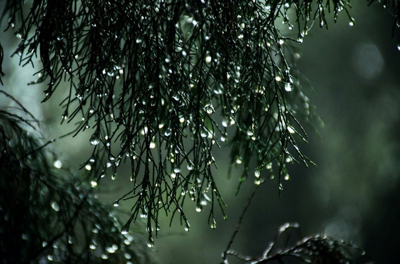 Zapfen einer Tanne mit Wassertropfen Regenwetter im Wald