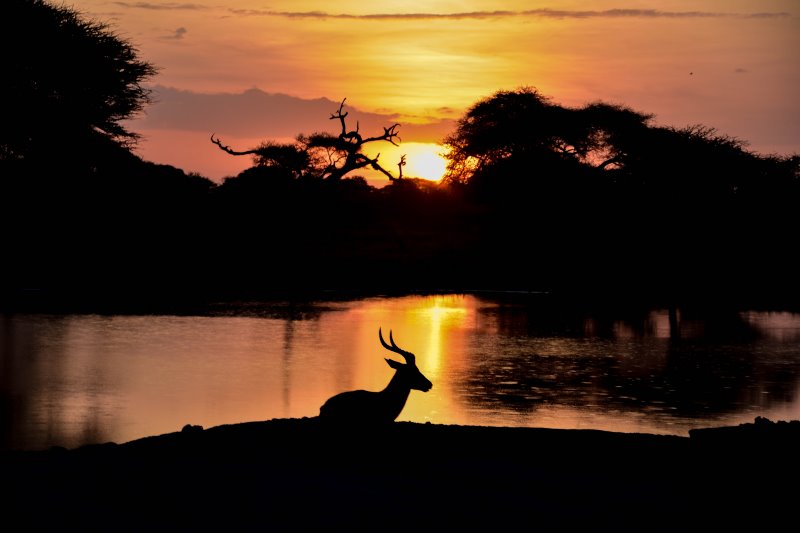 Ein Tier steht bei Sonnenuntergang an einer Wasserstelle. Tiere Beobachten mit einem Monokular