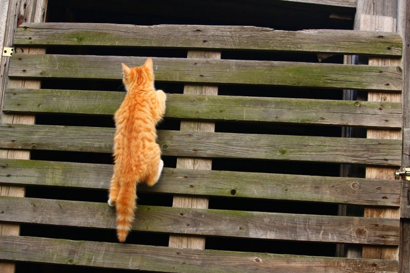 Katze klettert an einer Holzwand. Kletterwand für Zuhause für die Katzen