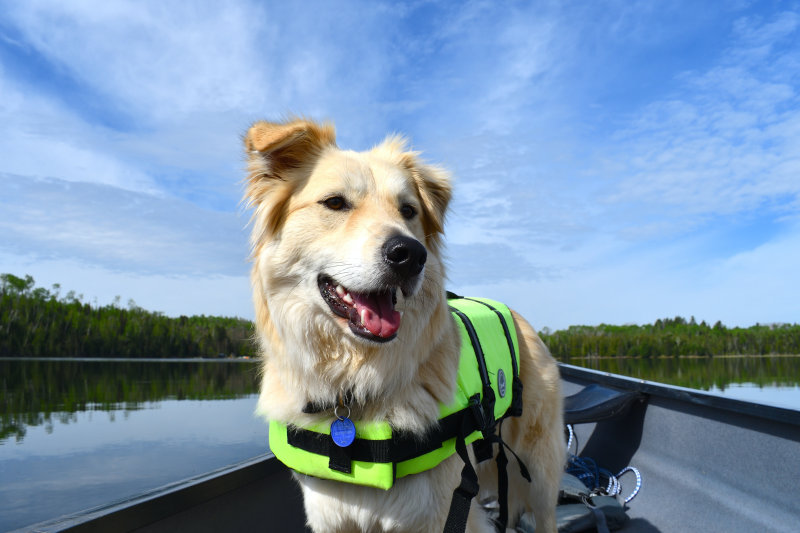 Ein Hund trägt eine gelbe Schwimmweste auf einem Paddelboot
