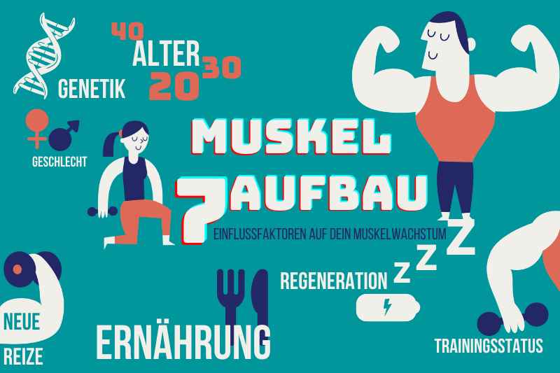Schneller Muskelaufbau mit Krafttraining