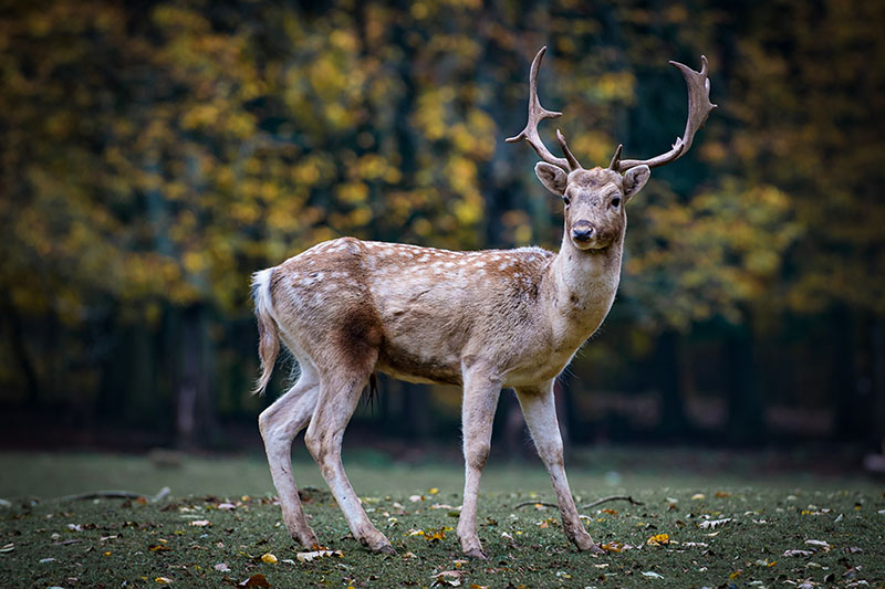 Hirsch steht im Wald und guckt Richtung Kamera. Wildkamera Hirsch