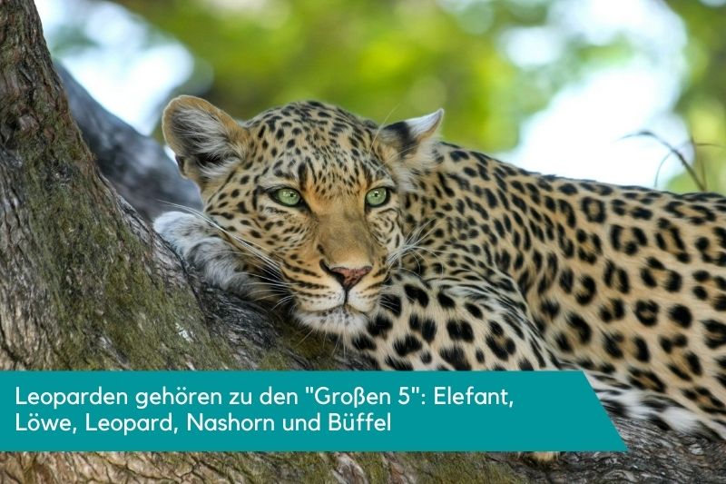 Leopard Big Five Leopard ruht sich im Baum aus