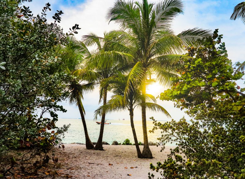 Palmen und der Strand in Key West, die Sonne scheint unter zu gehen.
