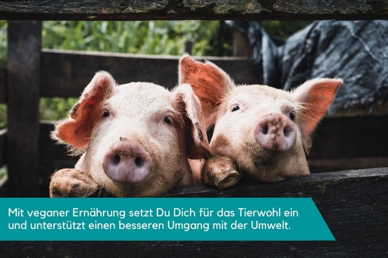 vegan ernähren zum Tierwohl der Ferkel auf dem Bauernhof Ferkel Bauernhoftiere glückliches Tierleben durch Veganismus