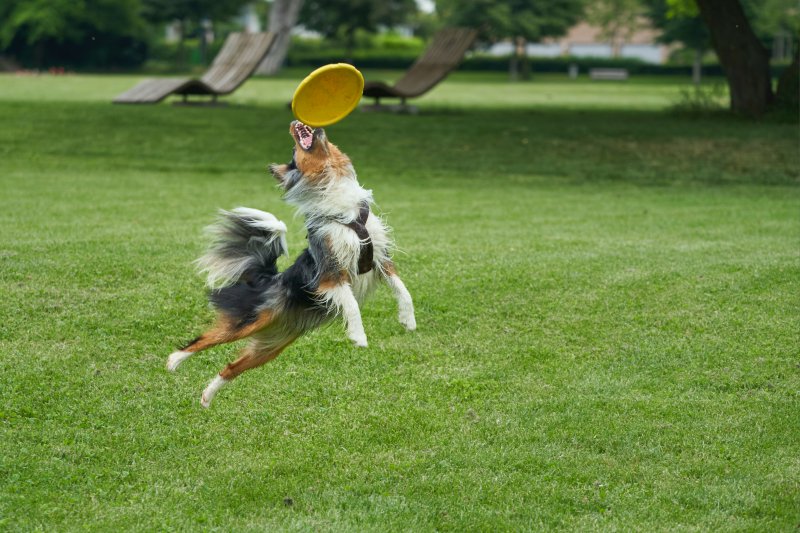 Hund der Frisbee fängt