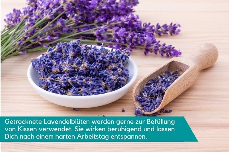 Getrocknete Lavendelblüten für die Leseknochen-Füllung