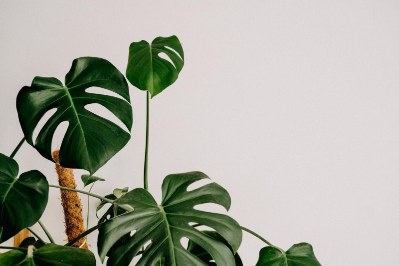pflegeleichte Zimmerpflanze Monstera