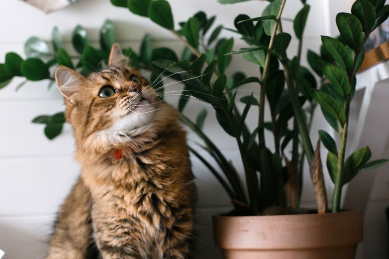 Glücksfeder mit hochschauender Katze